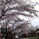 Nikko